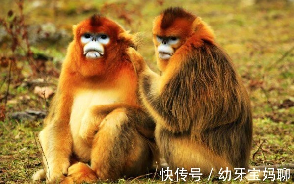 大吉大利|10猴9苦：这四个年份出生的属猴人天生“皇帝命”，大吉大利！