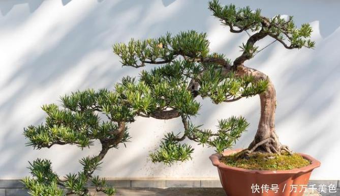 四季|4种整株都有香味的树，家里养一棵，不生虫，还能四季飘香