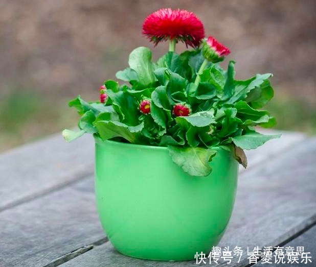 花花草草|高手养花共有的“3个习惯”,养啥花都能枝粗叶绿,知道的人不多