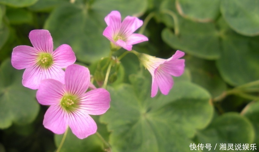 上天|被“上天眷顾”的三大生肖女，年龄越大越显年轻，越有气质