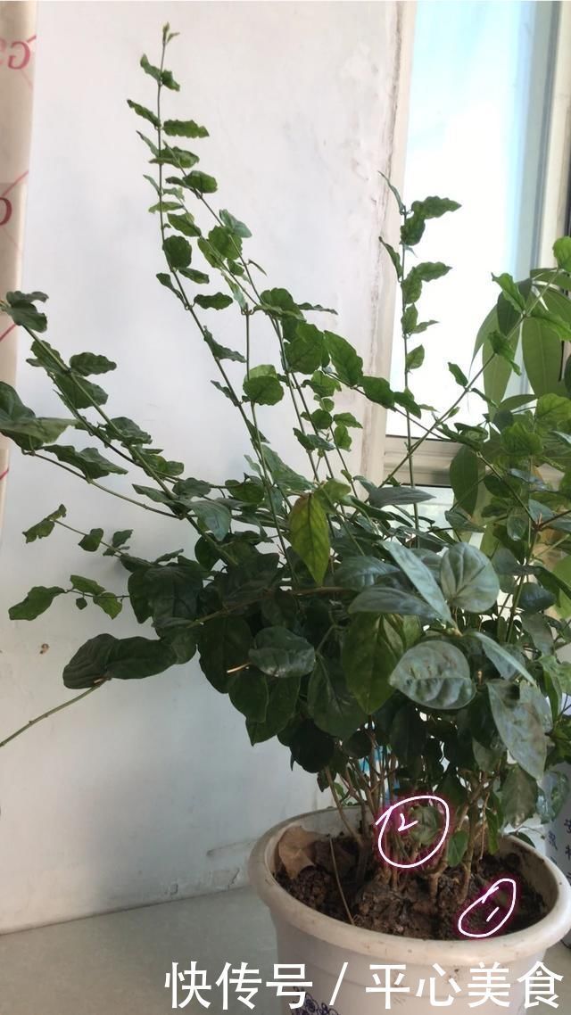 茉莉花在25度的地暖房中枝条疯长可以修剪吗茉莉花的花期是多久