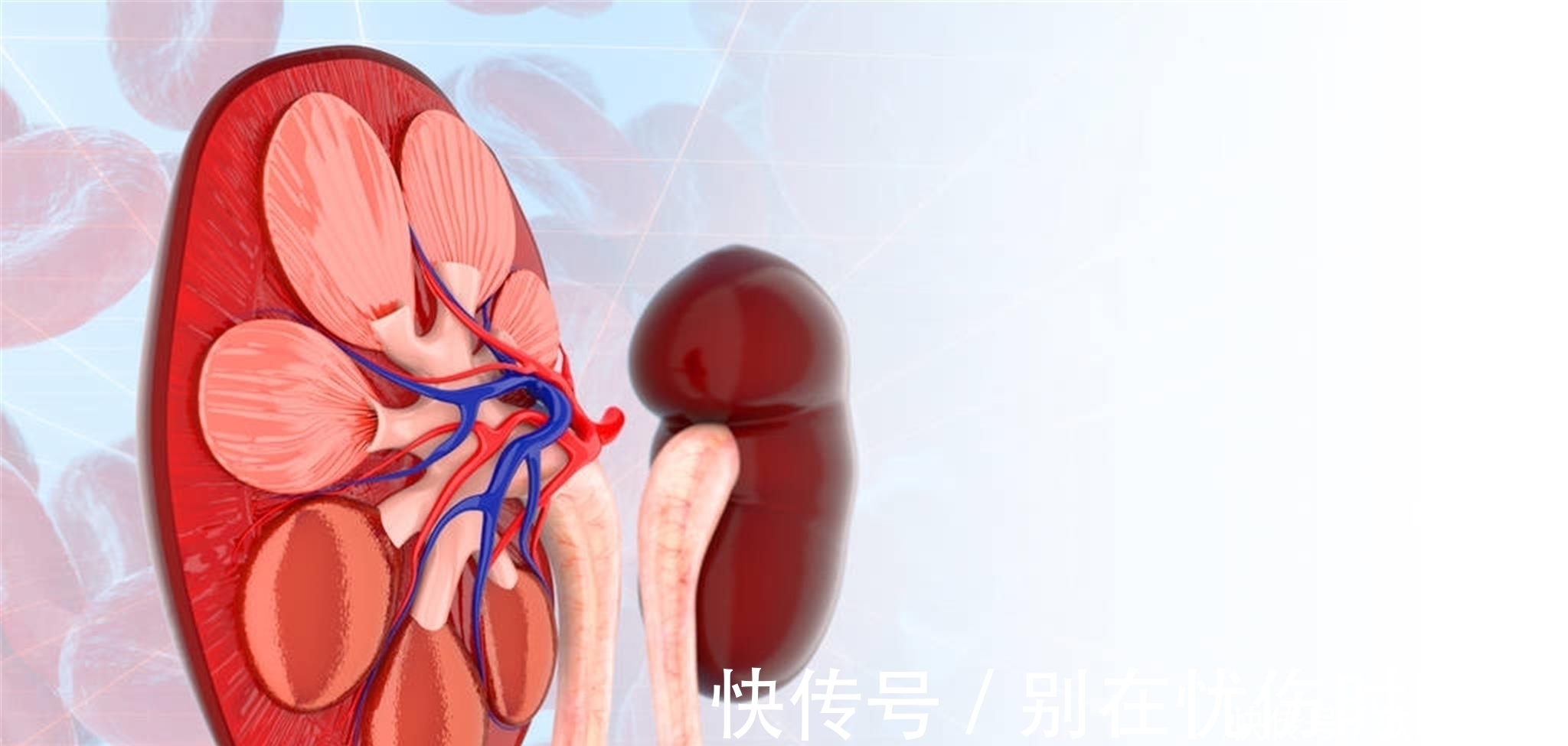 黄芪泡水|黄芪和它“天作之合”，用来泡水喝，血管通畅，肝肾也许笑开颜