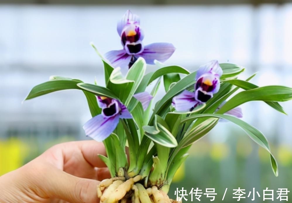 紫月荷兰花|此兰被誉为是“香花之王”,花色典雅,兰香清幽,新手也能养