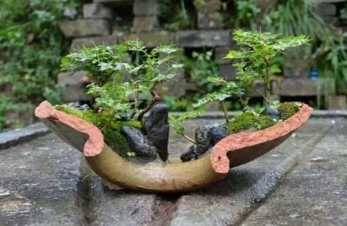 盆景|以前常见的旧坛子、石槽，养上花草植物，就成了漂亮的盆景