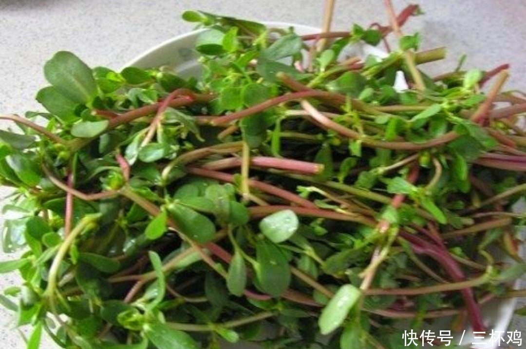 野菜|大家有吃过马齿笕吗,知道这种野菜有什么功效吗?