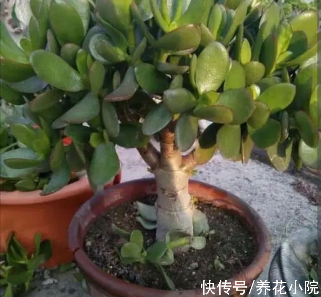 养玉树,2种枝不能留,否则难以长粗壮