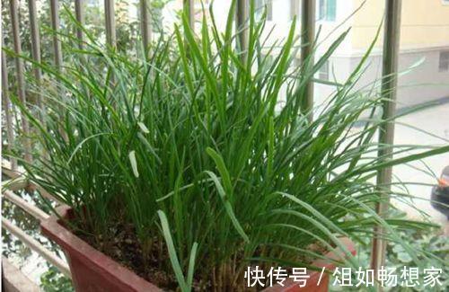 小小阳台种韭菜,不用花太多的功夫,想吃就割可以割八年