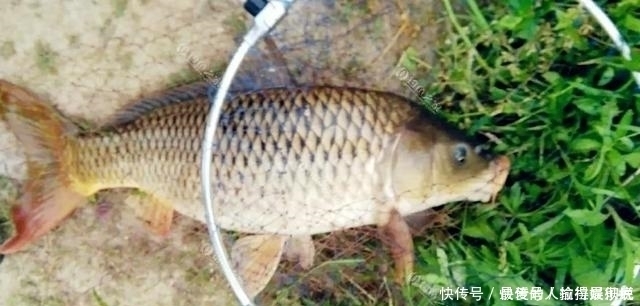 野钓|十年野钓经验后才发现一旦进入了夏季，这四种鲤鱼最感兴趣