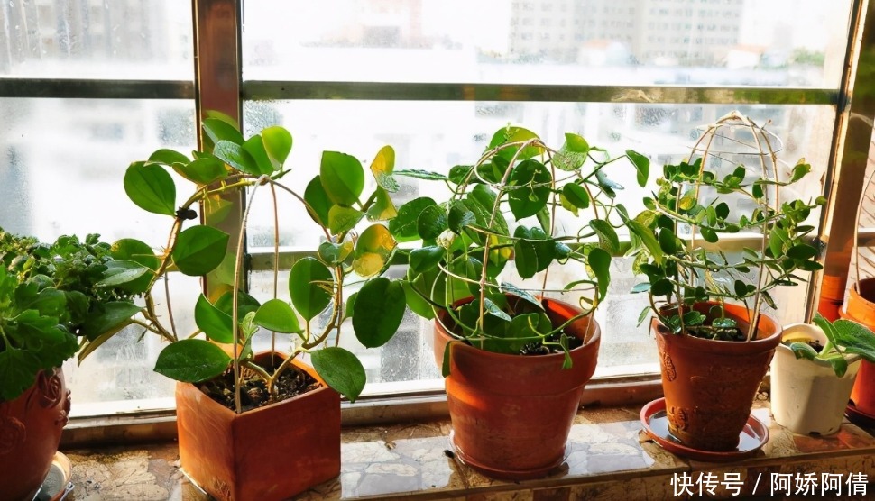 基础|光、肥、盆、水,作为养花的4大基础点,掌握住才养得好花