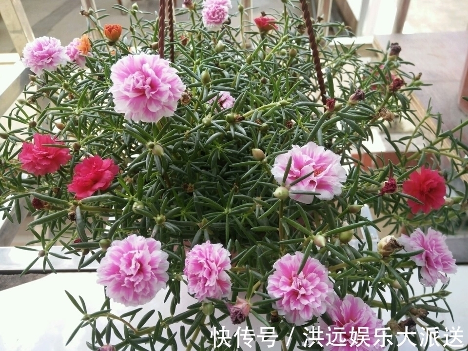 花盆|4种花现在扦插，枝条扔土里“生根快”，当年开花，变成养花大户