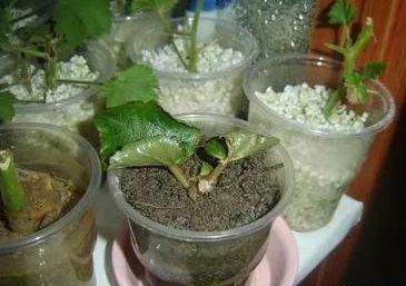 此1种花,一片叶子能插活,一开就是6个月,养了就赚了