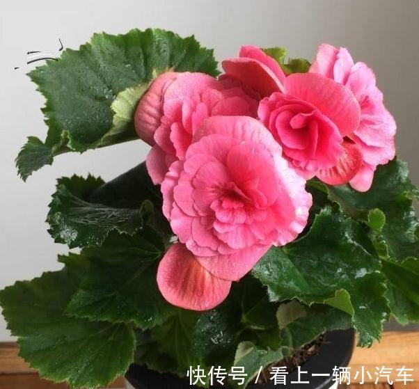 冬季阳台养3种花,花期长,花朵大,数量多,轻松开爆盆