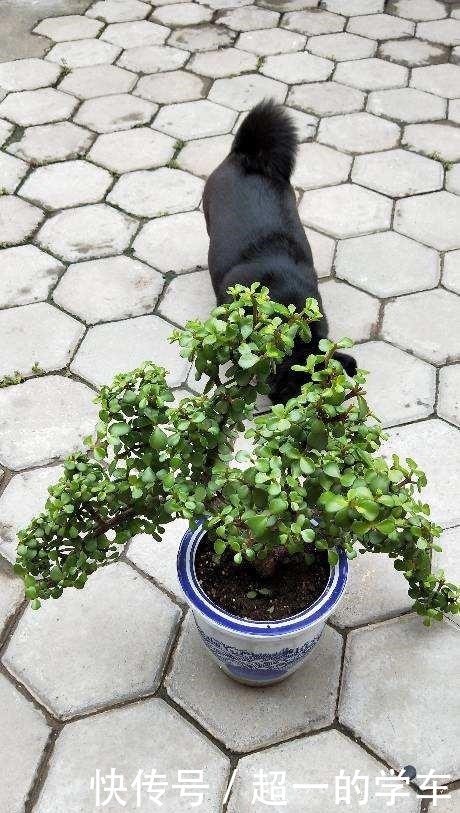 养了多年的雅乐之舞,竟然喷了药,花骗子套路果然很深!