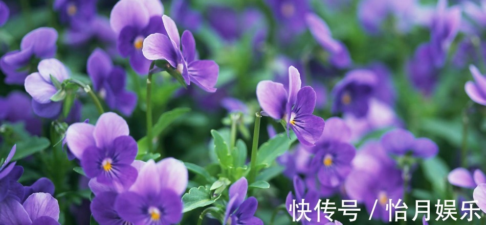 非常美观的紫罗兰,在家里种植,应该怎么养护呢