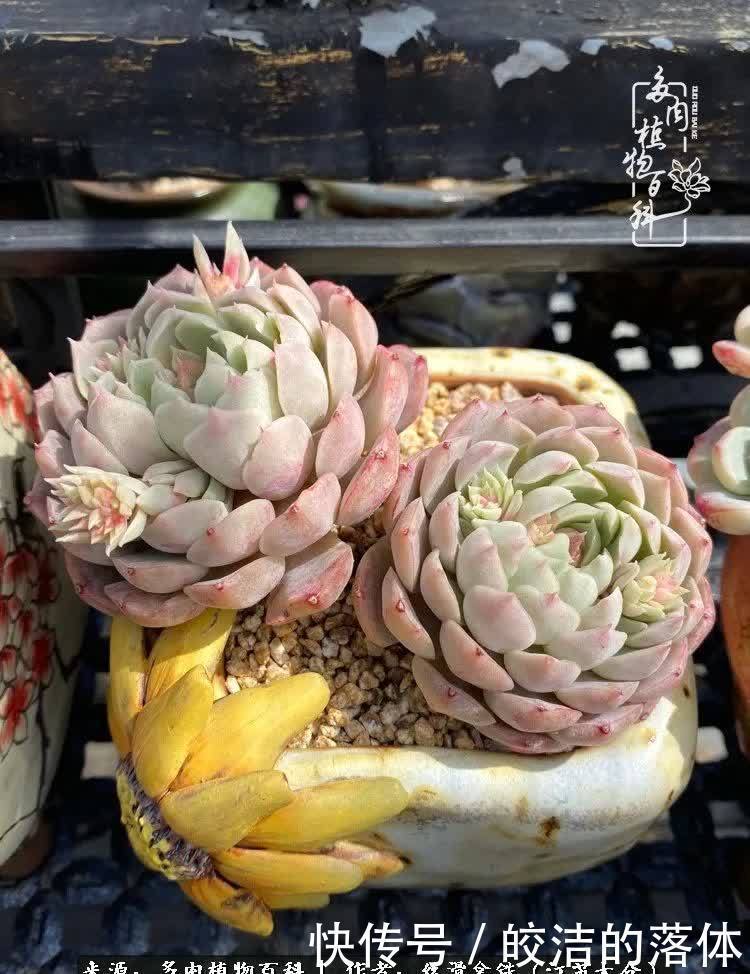 阳光露台多肉,天时地利人和!美肉知时节,当春乃发生!