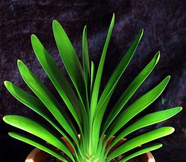 钱大爷养“君子兰”，只用一种养花“土”，原因便宜还特肥沃