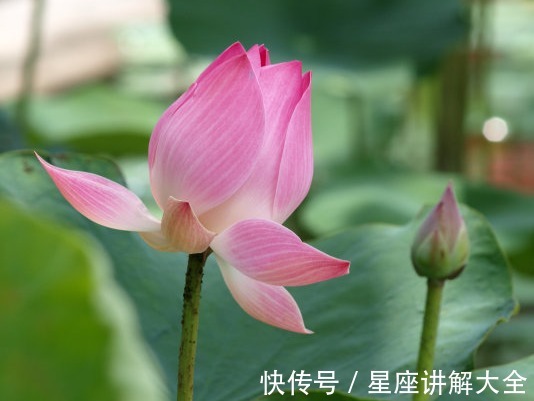 桃花|进入8月中旬，吉星关照，4属相桃花朵朵，爱情圆满幸福