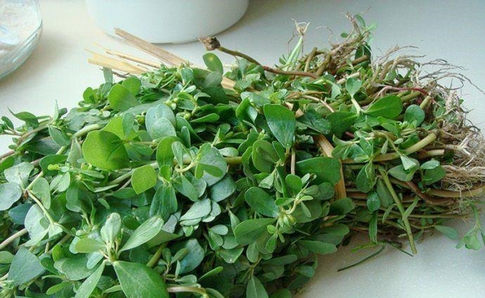 血热|一味马齿苋,治病大功效!马齿苋的5大顶级妙用方,连中医都夸赞