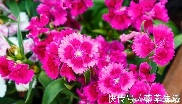 花海|4种花美的出奇，不仅花好看，名字也好听，阳台开成花海