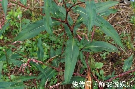 清热解毒|这种农村的野草，不仅能够清热解毒，而且还能够利尿消肿！