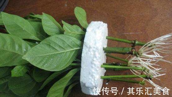 扦插繁殖有技巧，3种扦插非常便捷，生根快成活率高