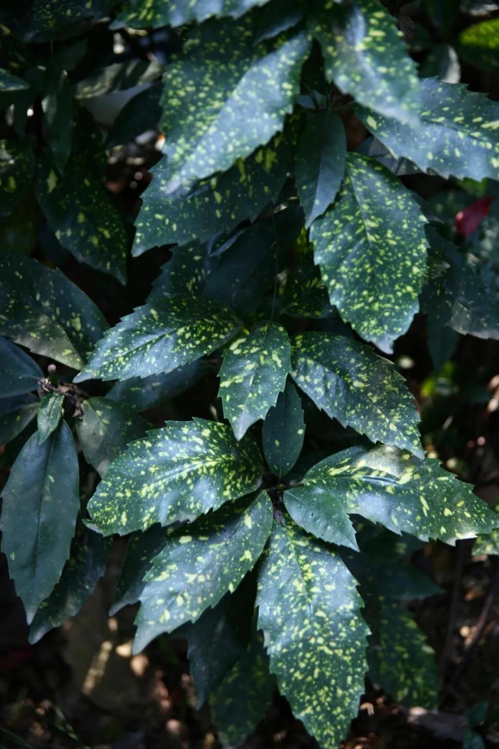 千里光|野趣一日，发现桃花岭的22种秋天