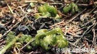 农村这东西看着非常恶心,下雨后出现是人们争相抢食的美味