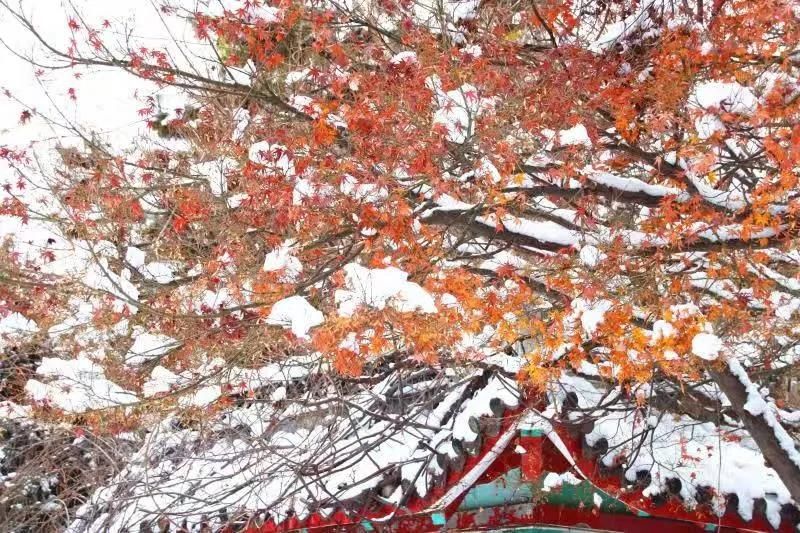 雪景|烟台终于下雪了！（附烟台绝美冰雪图）