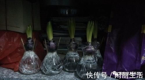 君子兰风信子夹箭不开花,简单1招,把花拽出来!