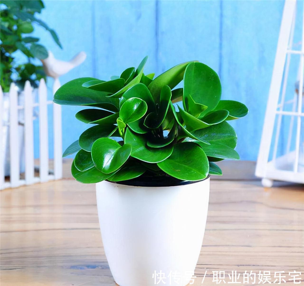 不易“养死”的13种花，独特有格调，好养又漂亮，新手养花首选