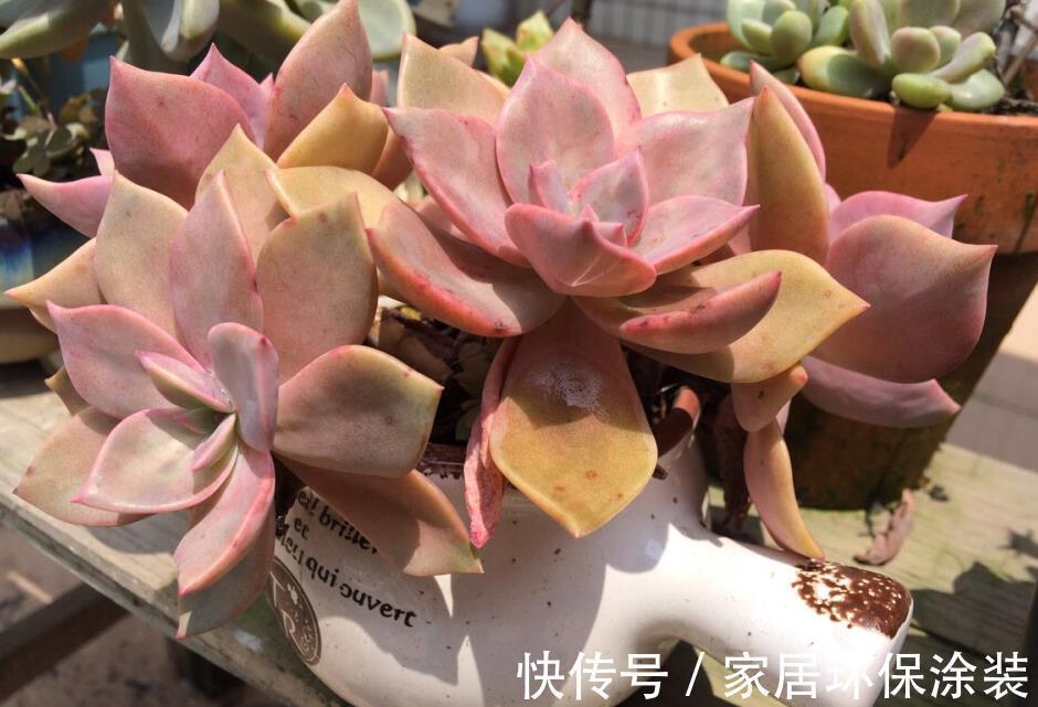 露天|什么状态下的多肉植物初恋,放养也能养出好状态