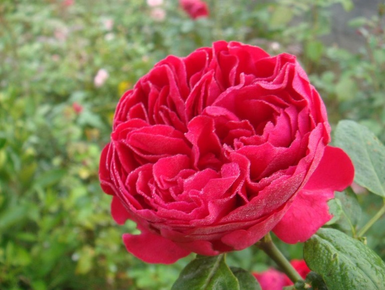 “高档玫瑰”银禧庆典,花开梦幻,爆成花海,可以说是养花必备