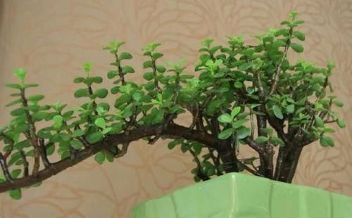 浇灌|养金枝玉叶要“有耐心”,知道这个小技巧,2年养成高颜值老桩