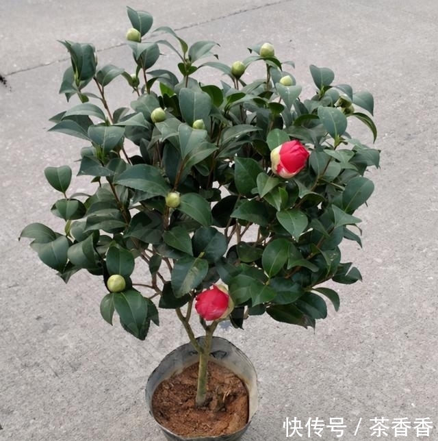 这款花卉,比兰花香,比牡丹美,花期长达半年,零下15度冻不死