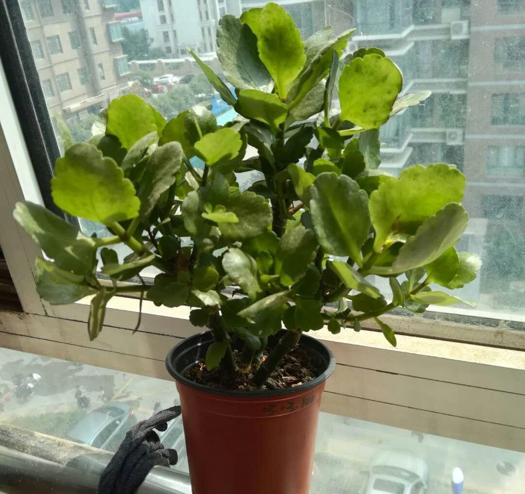 关于长寿花过夏和老桩开花的问题,有些话不吐不快