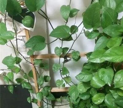 绿萝长气根“别乱剪”,找对原因“用对肥”,半年长到2米