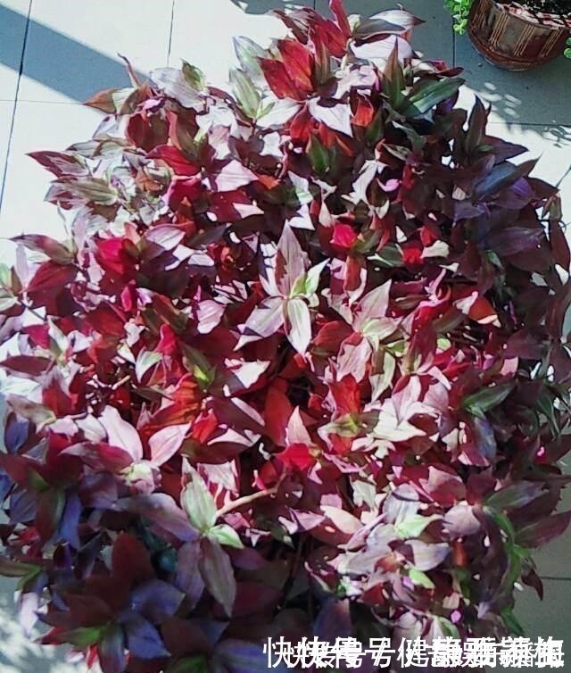 别养绿萝了,这花比绿萝好看好养,邻居一口气养了20盆!