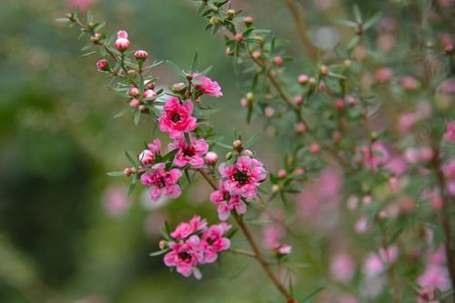 松叶牡丹|养花试试这几款，花姿文雅，花开时幽香阵阵，颇具雅韵