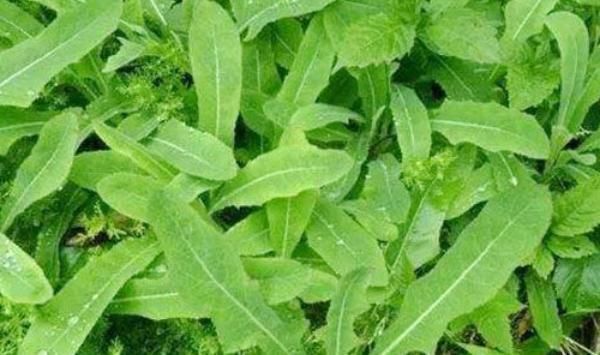 农村的野菜浑身都是宝四种野菜换着吃,防衰祛