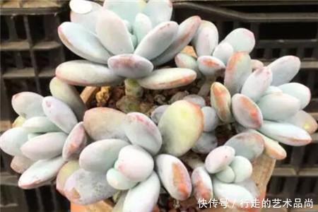 多肉十大美人,太阳一晒脸就红,胖成球的最好看!