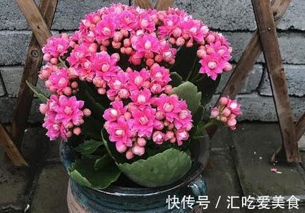 养长寿花,必备4个小技巧,叶片翠绿,花朵又多又大
