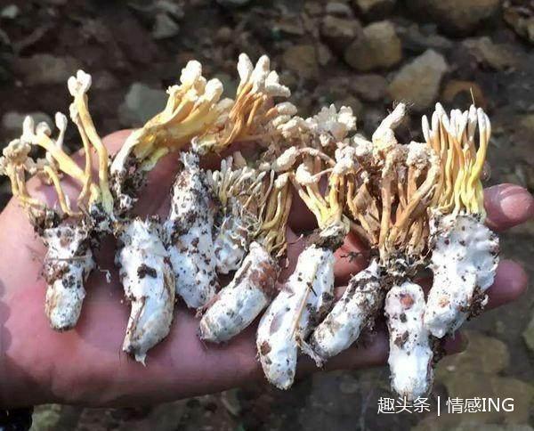 天仙米|大山里的五大“宝贝”,吃过4种算你厉害!最后一样你肯定没吃过