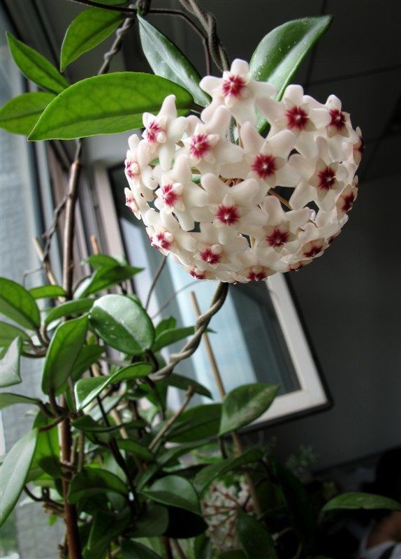 别再养绿萝吊兰了,此花美丽又芳香,扔进花盆就能活,四季有花赏