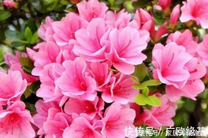 玫瑰|4种花高贵优雅,看了就让人沉醉,年年开花不断,美!