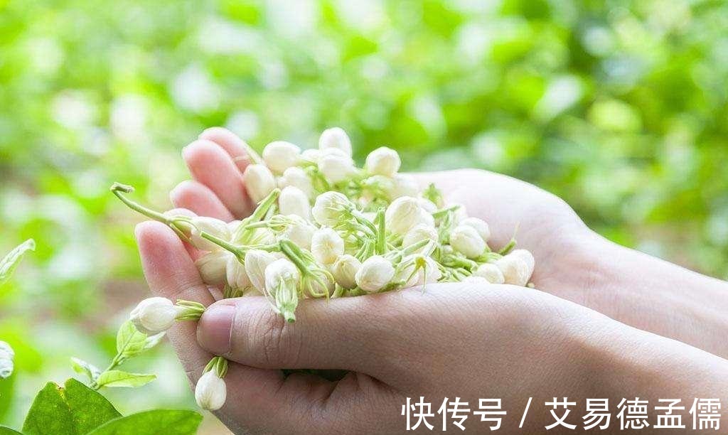 茉莉|“茉莉花”养护全攻略