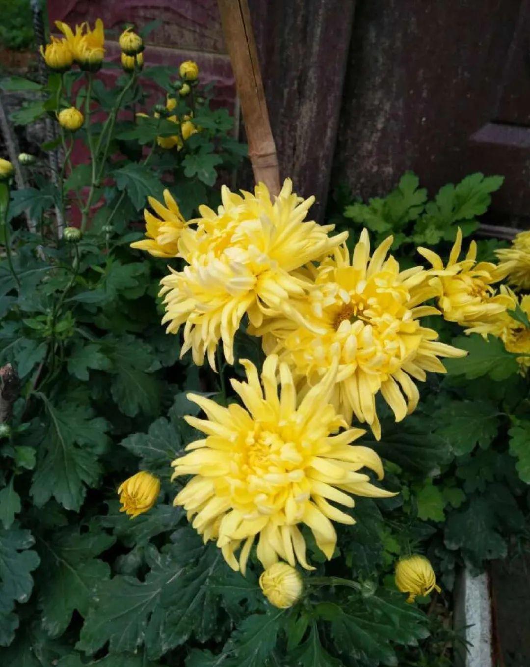 准备好,这花下个月要开,赶紧施肥、催花