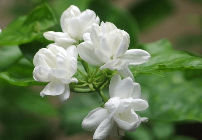 这些花最爱掉花苞,千万少浇水,越浇越不开花早看早知道