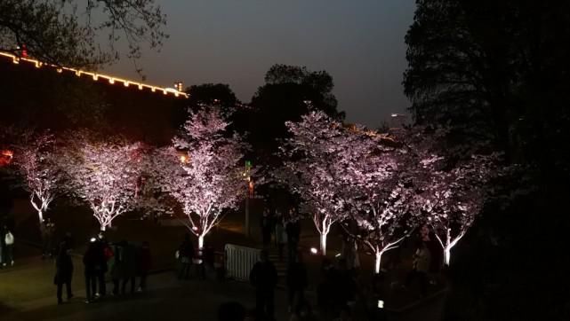 玄武湖樱花绽放的夜景美不胜收