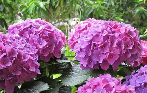  花卉|会变色的花卉，今年开绿花，明年开红花，花期长达三个月，很好养