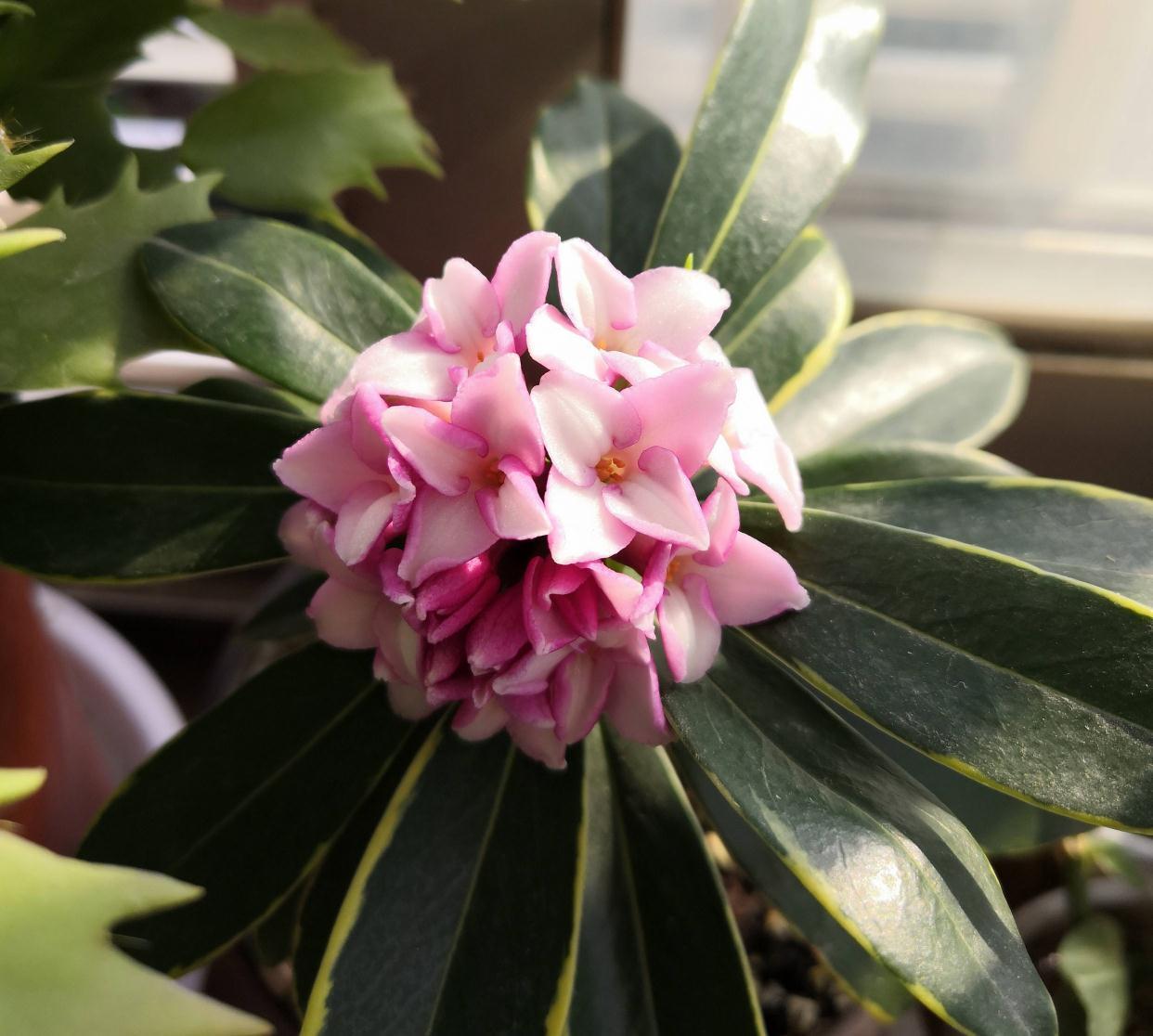 冬季养金边瑞香,做好2步很关键,过冬很顺利、花多香浓